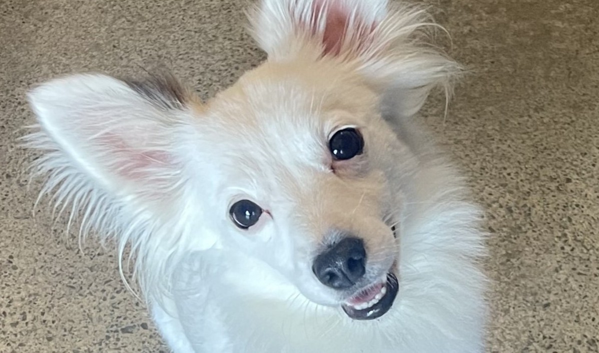 Kaipara Feature box image